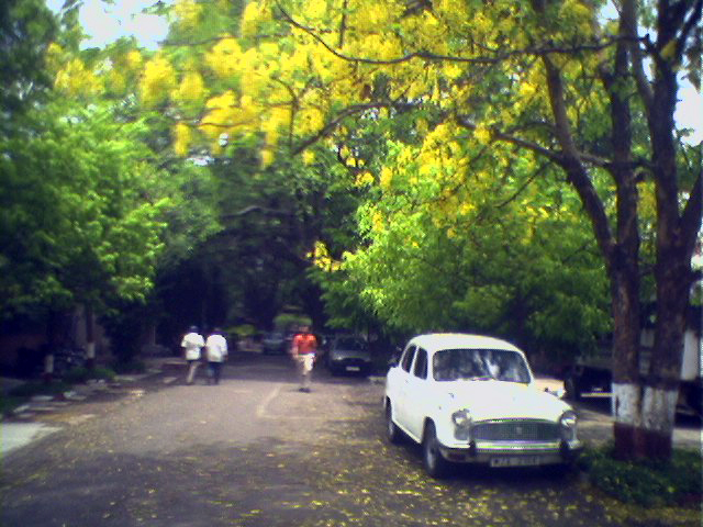 The amaltash tree outside the MT in spring