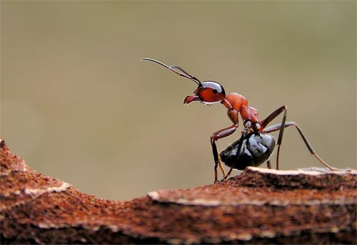 an-ant.jpg