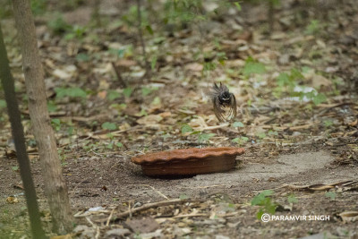 A Grey Fantail (Rhipidura albiscapa) prepares to land at the water bowl.